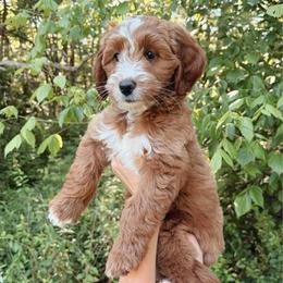 Matcha - Apricot female Goldendoodle puppy in Atlanta, Georgia from Cedarcrest Goldendoodles