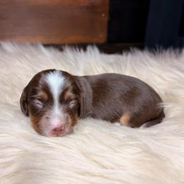 Rowan - Piebald male Dachshund puppy in Washburn, Tennessee from Clinch Mountain Dachshunds