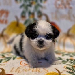 Severus Snape - Green Collar - Black and white male Shih Tzu puppy in Troy, Ohio from Oodles of Doodles
