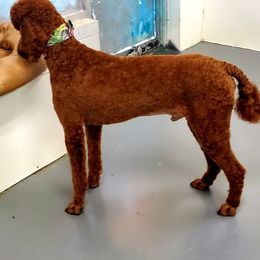 Poodles from Coppertop Farms