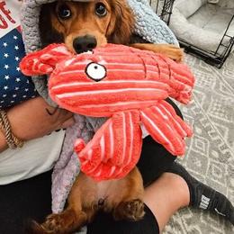 Dachshund All Grown Up from Dix n’ Dot Dachshunds