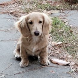 Brock - Dachshund