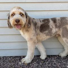 Duke - Australian Mountain Doodle