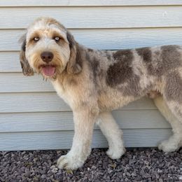 Duke - Australian Mountain Doodle