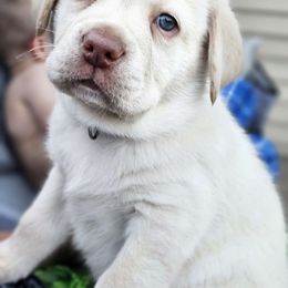 Hammy - Labrador Retriever puppy from Walnut Creek English Labs