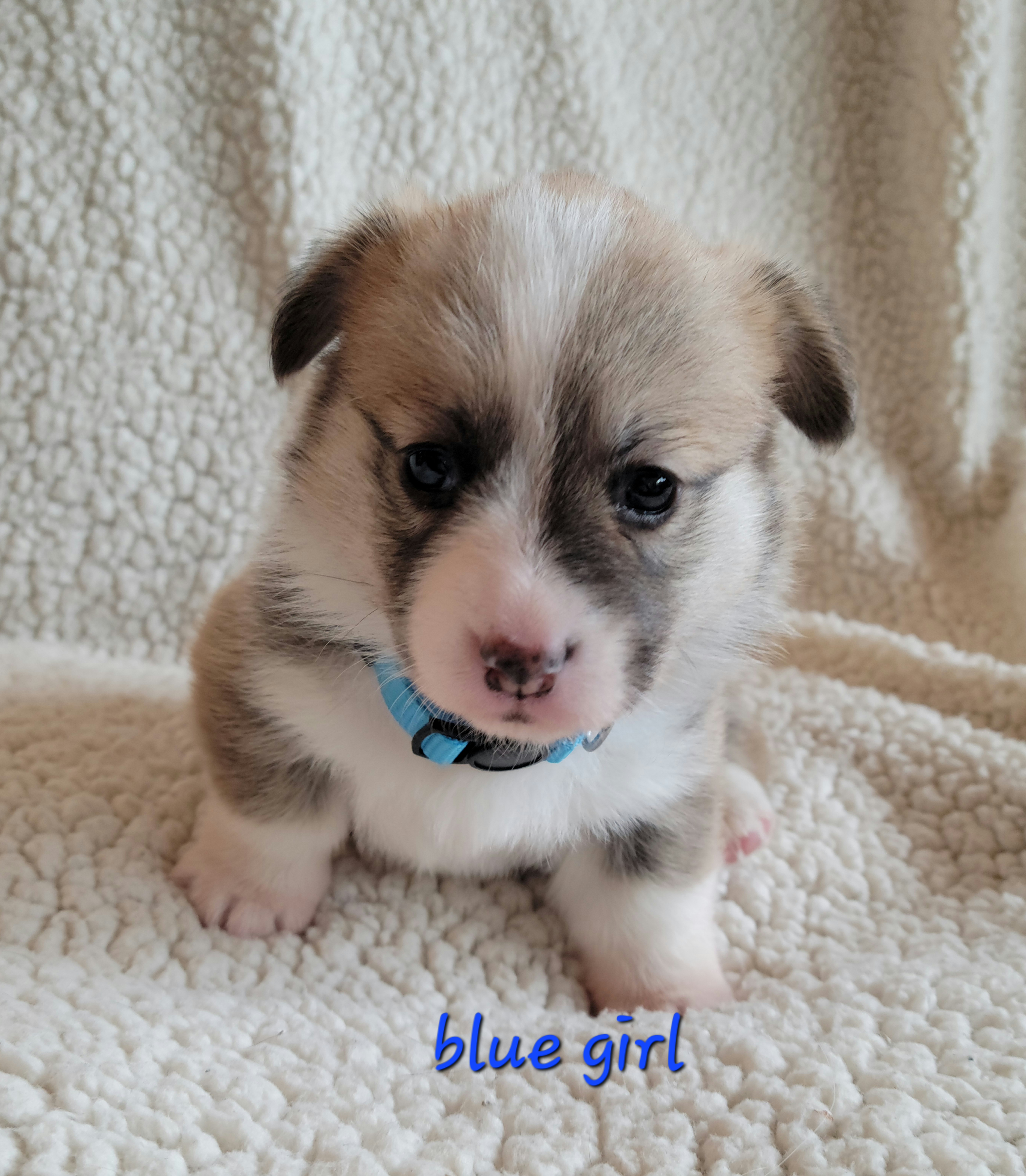 Pembroke Welsh Corgi Puppies from Montana Corgi Corral