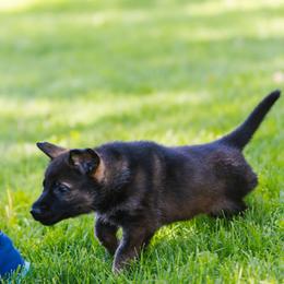 German Shepherd Puppies from Faoladh German Shepherds