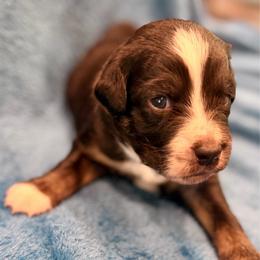 Dark blue - Black tri male Miniature Australian Shepherd puppy in 32046, Florida from River Hill Ranch