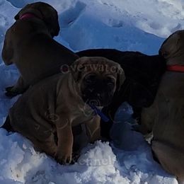 Cane Corso Puppies from Overwatch Kennels