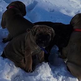 Cane Corso Puppies from Overwatch Kennels