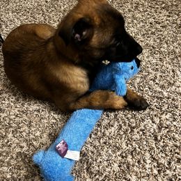 Belgian Malinois Puppies from Grand Prix Kennel