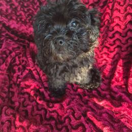 Burk - male Companion Cross puppy in Richmond, Texas from Marcia Hamlet