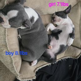 Boston Terrier Puppies from Aronow pups