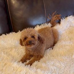 Coco - Red  male Goldendoodle puppy in Phelan, California from High Desert Doodles - the original
