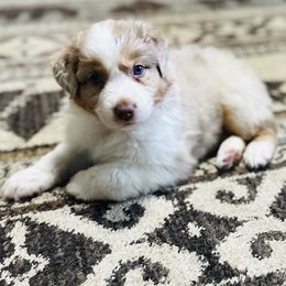 Australian Shepherd Puppies from Rock Springs Australian Shepherds