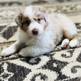Australian Shepherd Puppies from Rock Springs Australian Shepherds