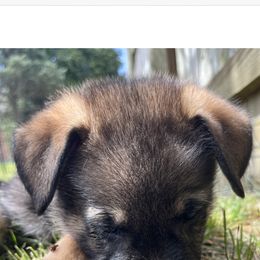 German Shepherd Puppies from Paws Of Germany