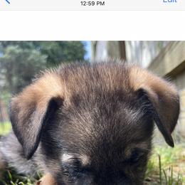 German Shepherd Puppies from Paws Of Germany