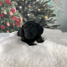 Sage - Black and cream female Dachshund puppy in Lakeland, Florida from Cynthia’s Royal Dachshunds