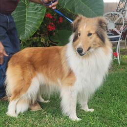 Sunny Grace - Collie