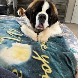Saint Bernard Puppies from St Bernard Kingdom, LLC