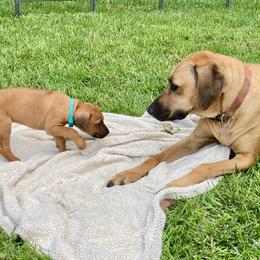 Rhodesian Ridgebacks from Keefer Ridge Rhodesian Ridgebacks