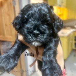 Andy - Black and tan male Schnoodle puppy in Sedalia, Missouri from Farmer Brown's Puppies