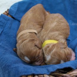 Australian Labradoodle Puppies from Pinnacle Labradoodles