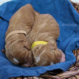 Australian Labradoodle Puppies from Pinnacle Labradoodles
