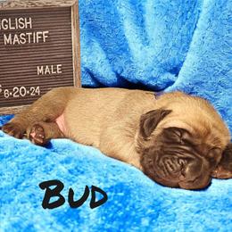 Bud - Fawn Mastiff puppy in Linton, Indiana from Riggins Mastiffs and Danes