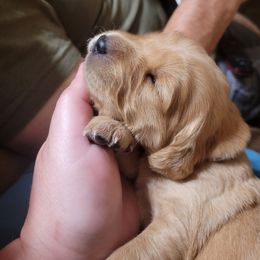 Golden Retriever and Pug Puppies from Paradise Peaks