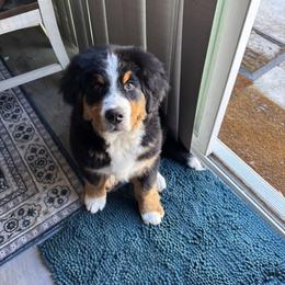 Bernese Mountain Dog Puppies from Purple Sage Puppies Bernese Mountain Dogs