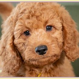 Paige - Red  female Goldendoodle puppy in Connersville, Indiana from Deaz Doodle Ranch