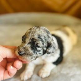Genevieve - Parti female Poodle puppy in Arabi, Georgia from Huckadoodle Farm