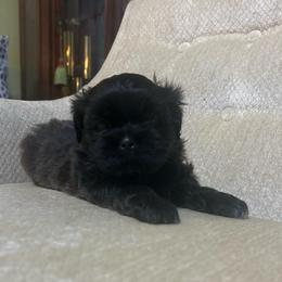 Wilder - Brindle and white male Shih Tzu puppy in Statesboro, Georgia from Magnolia Small Breeds