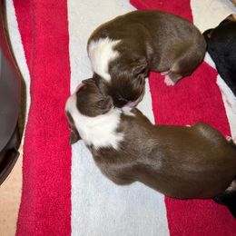 Miniature Australian Shepherd Puppies from Amberwood DD Aussies