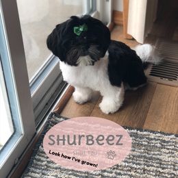 Shih Tzu Puppies from Shurbeez Shih Tzu