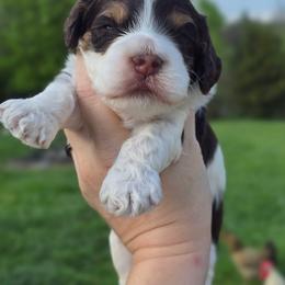 Klondike ( Choco Tri) - Brown white and tan male Cockapoo puppy in Dayton, Ohio from BATDOGSNDOODLES