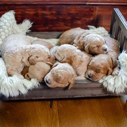 Goldendoodle puppies from Rockin R Doodles