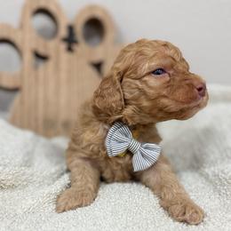 Blaze- Yellow Collar - Red male Bernedoodle puppy in Oak Hills, California from High Desert Doodles