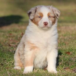 Red Merle Female - Blues Eyes - Red merle female Australian Shepherd puppy in Northport, Alabama from Sipsey River Australian Shepherds