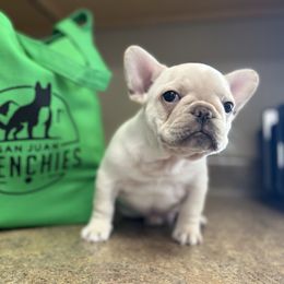 French Bulldog puppies from San Juan Frenchies