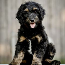 Assorted Doodle Crosses and Bernedoodle Puppies from Rock N Roll Doodles