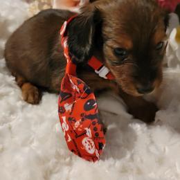 Dachshund Puppies from CLARK'S BREEDING PROGRAM