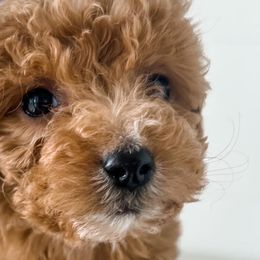 Cavapoos, Cockapoos, and Goldendoodles from Rocking JH Doodles