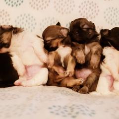 Tibetan Spaniel Puppies from Trillium Tibetan Spaniels