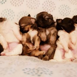 Tibetan Spaniel Puppies from Trillium Tibetan Spaniels