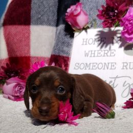 Dachshund Puppies from K&L Dachshund