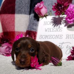 Dachshund Puppies from K&L Dachshund