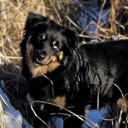 Charlie - Miniature Australian Shepherd